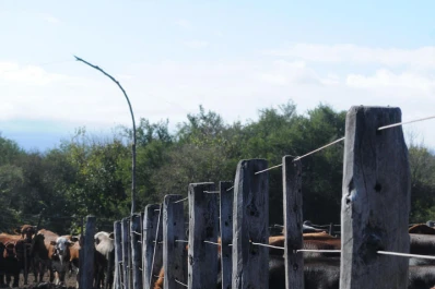 Los ganaderos ofrecerán sus rodeos en remates con excelentes kilajes