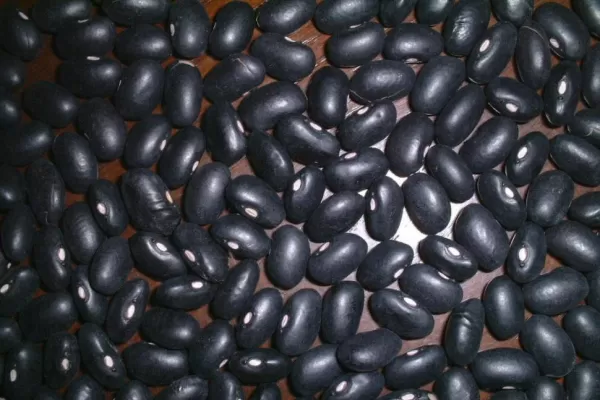 No es tan fácil salir de la soja y pasarse al poroto