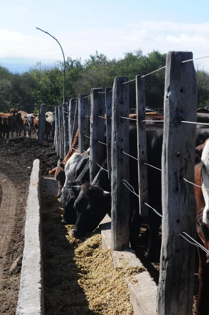 ENGORDE. Los animales saldrán a la venta con más de 200 kilos promedio. LA GACETA / F OTO DE HECTOR PERALTA