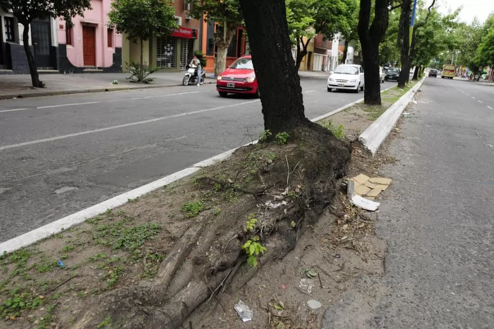 A PUNTO DE CAER. En la avenida Sarmiento un lapacho sobrevive como puede en una platabanda angosta y ruinosa. LA GACETA / FOTO DE ANALíA JARAMILLO