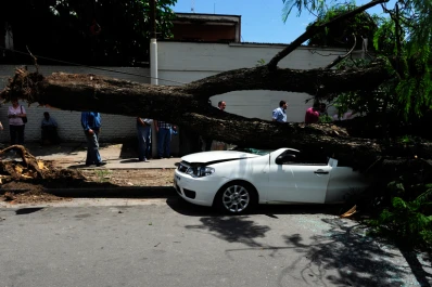 Un árbol cayó sobre tres autos en Marcos Paz primera cuadra