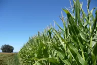 Estas fueron las lluvias que el campo estaba necesitando