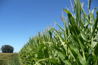 Estas fueron las lluvias que el campo estaba necesitando