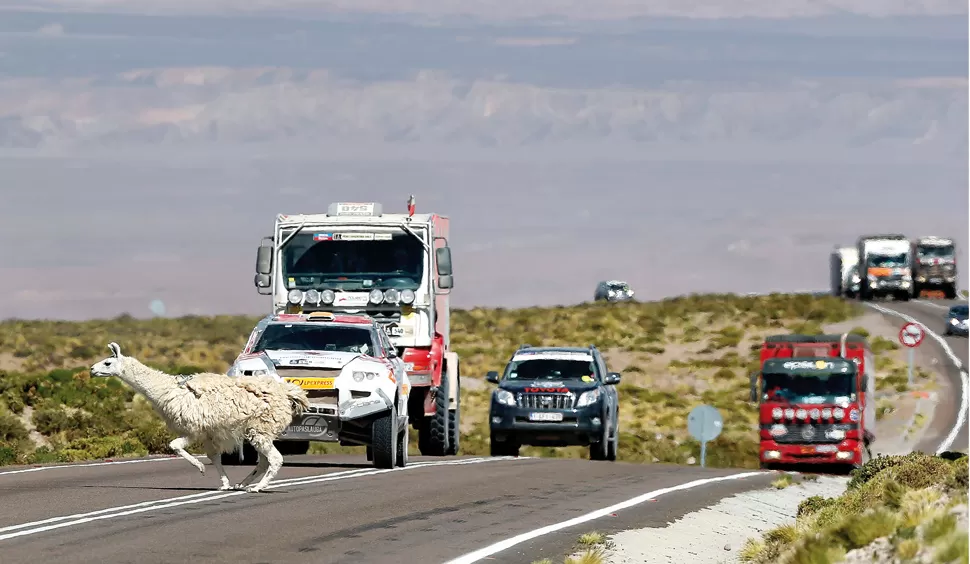 MONSTRUOS EN EL CAMINO. Una llama escapa al paso de la caravana de vehículos. Sucedió ayer, en el límite entre Chile y Argentina, en un tramo de enlace. La competencia unirá hoy el territorio salteño con el tucumano.