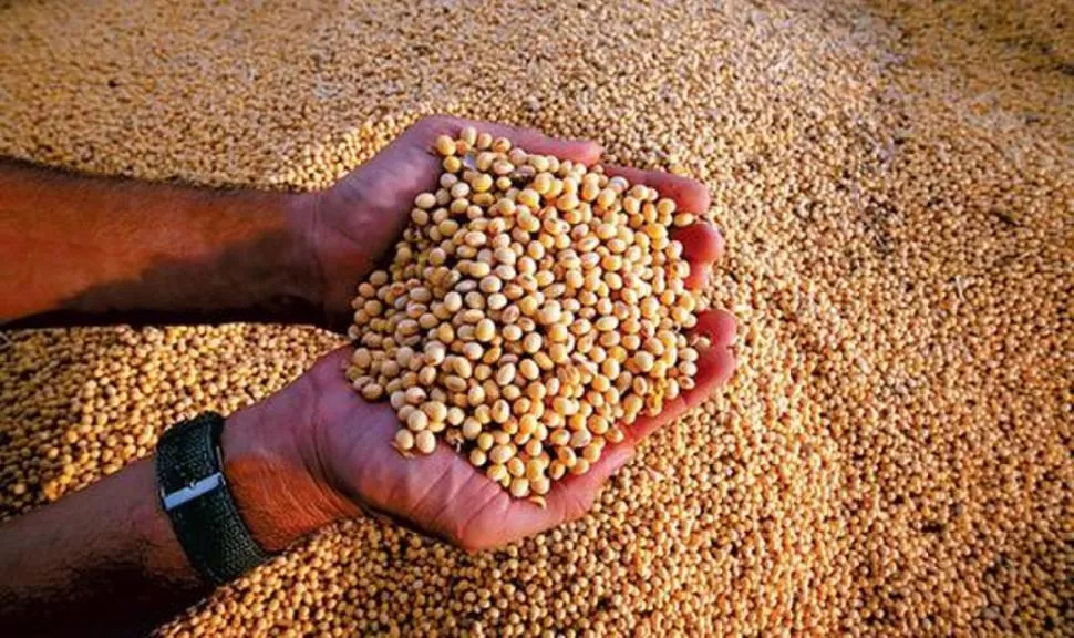 APLICACIÓN. El profesional estudiará a la semilla como industria global. 