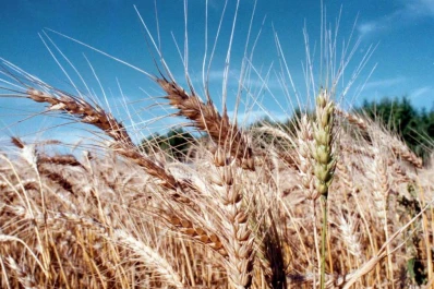 Prevén una caída de la cosecha de trigo argentino
