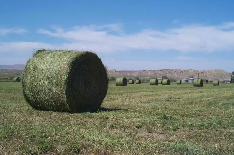 OBJETIVO. Buscan mas producción y calidad de los rollos de alfalfa.  