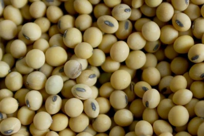 Baja el pronóstico de cosecha de soja argentina