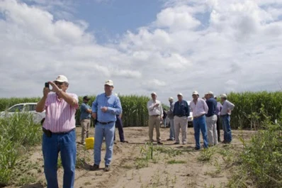 Un ensayo experimental marca el desarrollo de cañaverales