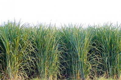 La asociación riego-tecnologías mejora la capacidad productiva