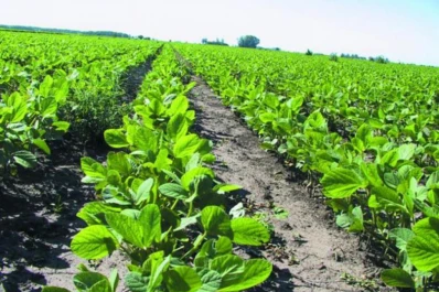 Tucumán tendrá una presencia activa y visible en la IX Conferencia Mundial de Soja