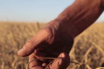 La sequía condiciona la cosecha de trigo en Estados Unidos