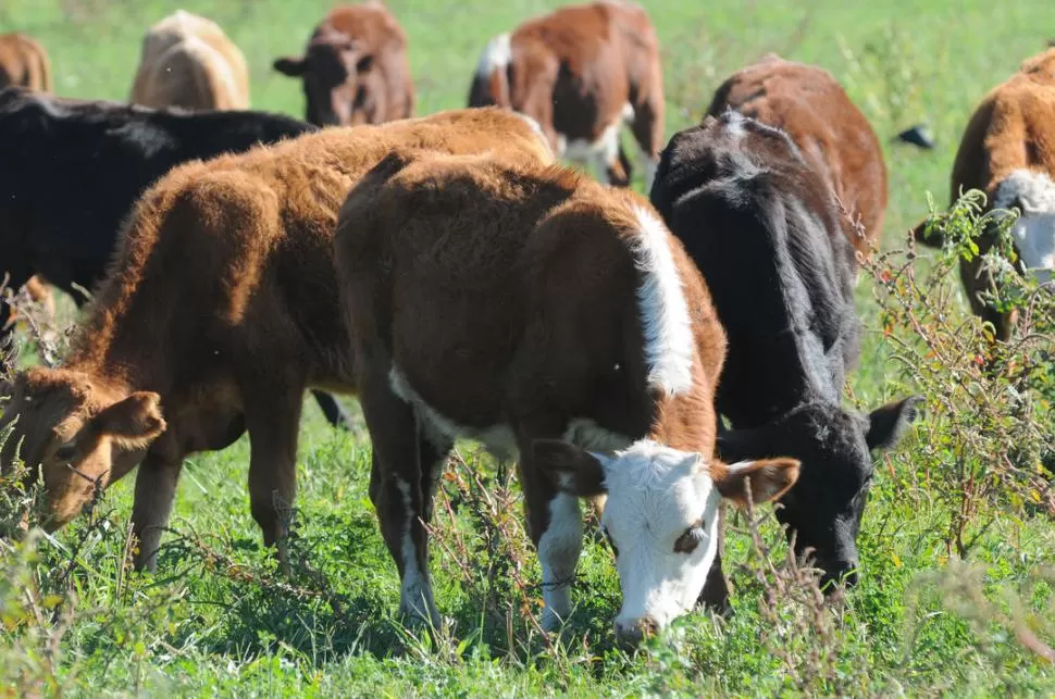 RETROCESO. Argentina exportará sólo un 7% de la producción de carne. 