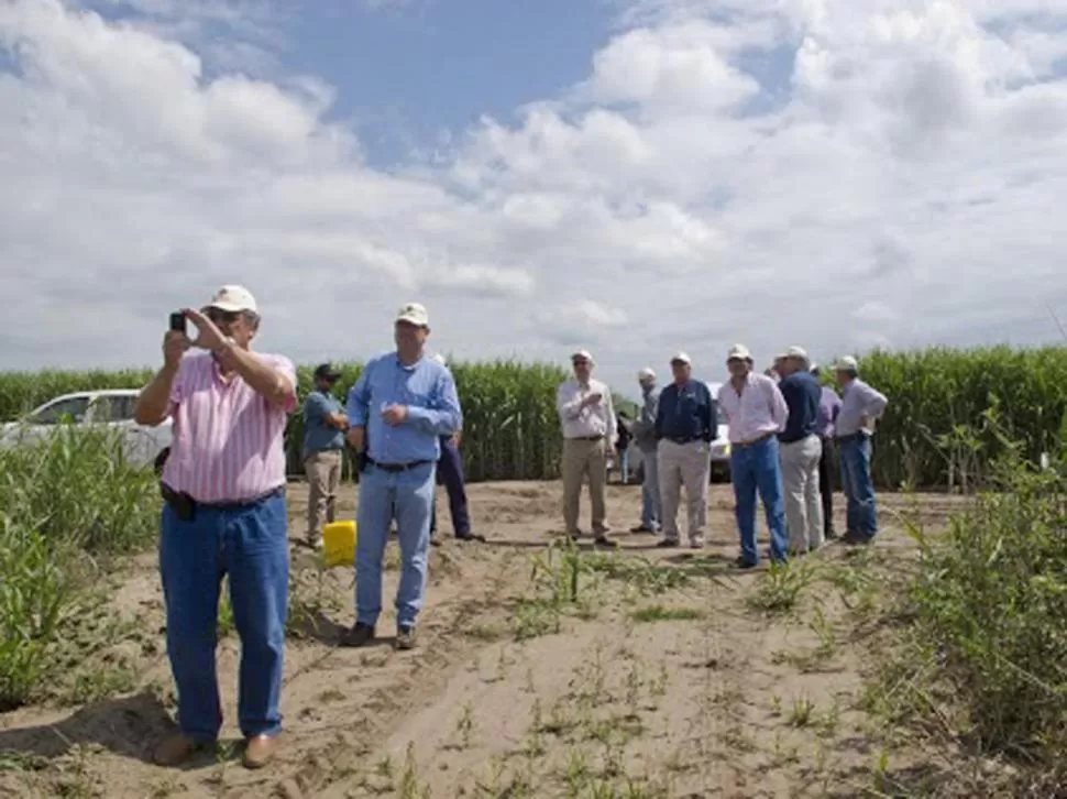 EXPERIMENTACIÓN. Directivos brasileños y de John Deere recorren un campo. GENTILEZA EEAOC