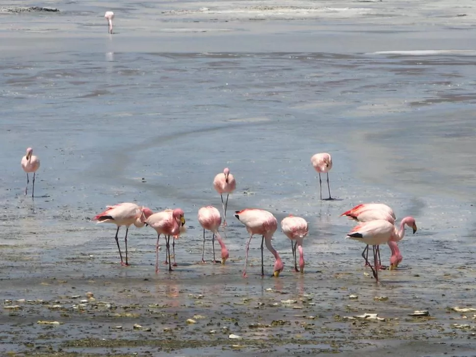 VIAJE EN BUSCA DE LOS FLAMENCOS RIOJANOS. Esta postal te espera en la Laguna Brava, final de uno de los dos recorridos que te proponemos. 