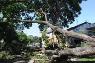 Los fuertes vientos derribaron varios árboles