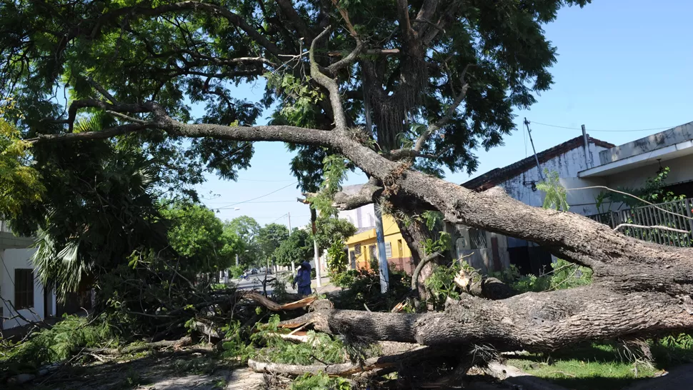 LA GACETA / FOTO DE FRANCO VERA