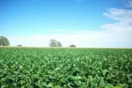 Rotar los cultivos sigue siendo una estrategia   importante para enfrentar la falta de lluvia