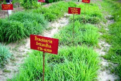 Lanzan pastura de forraje para mejorar productividad