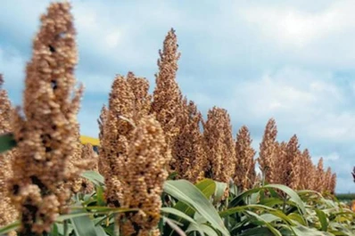 Los cultivos  pueden ser rotados con grupos afines