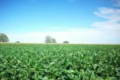 Rotar los cultivos sigue siendo una estrategia   importante para enfrentar la falta de lluvia