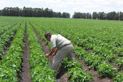 Habrá un día de campo para el cultivo de papa