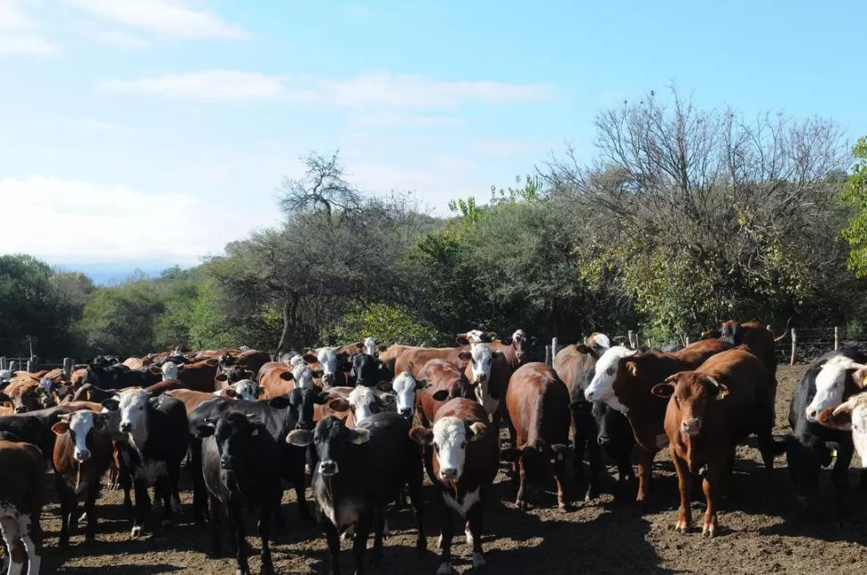 EN LÍNEA. Los insumos para la producción ganadera tuvieron un incremento generalizado de un 30%; la tendencia alcista fue acorde a la inflación. LA GACETA / FOTO DE HECTOR PERALTA