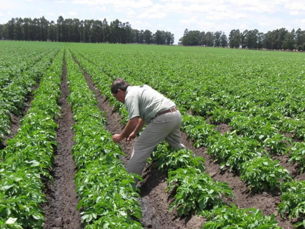 PAPA. El cultivo se extiende por distintas zonas de la provincia.  FOTOLOG.COM  