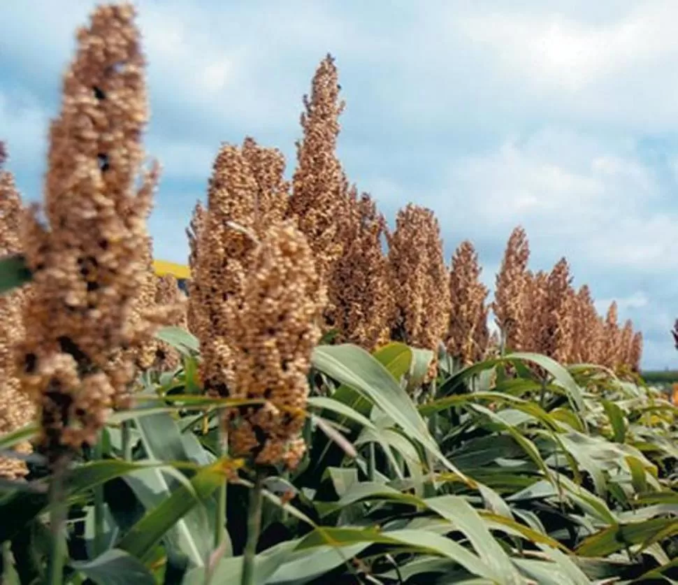 El cultivo de sorgo es otra alternativa estival para cumplir con las rotaciones recomendadas por los técnicos. INFORURAL.COM.MX