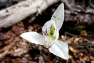 Benjamín Vicuña recordó a su hija Blanca