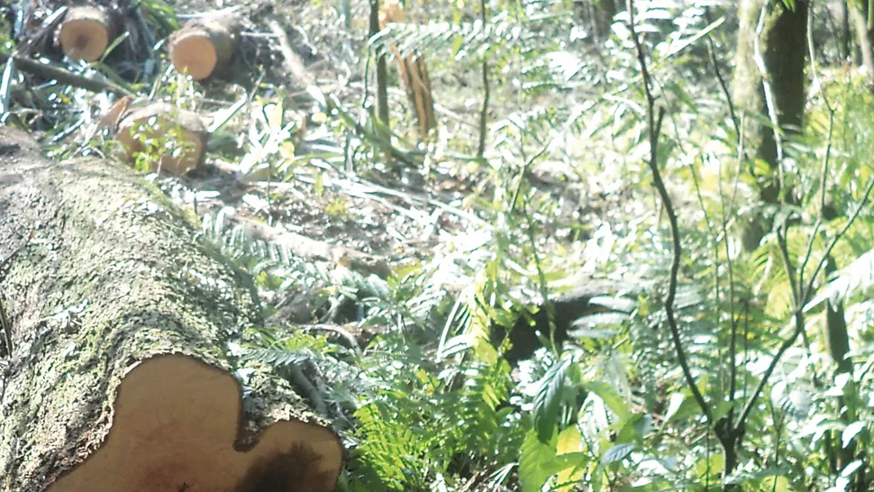 El reglamento, deuda del PE para con el bosque