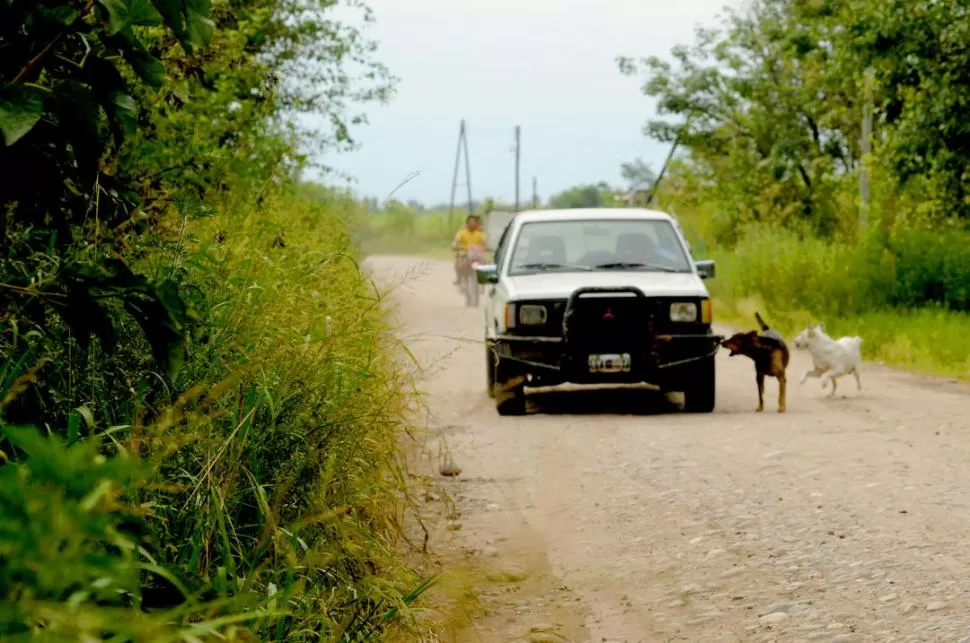 ABANDONO. Los caminos de Gastona y Belicha están invadidos por malezas. 