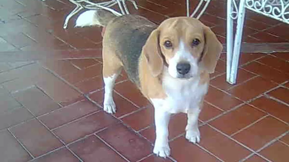 ¿ Alguien vio a Fiona?