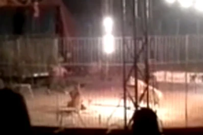 Un tigre mató a su domador en plena función