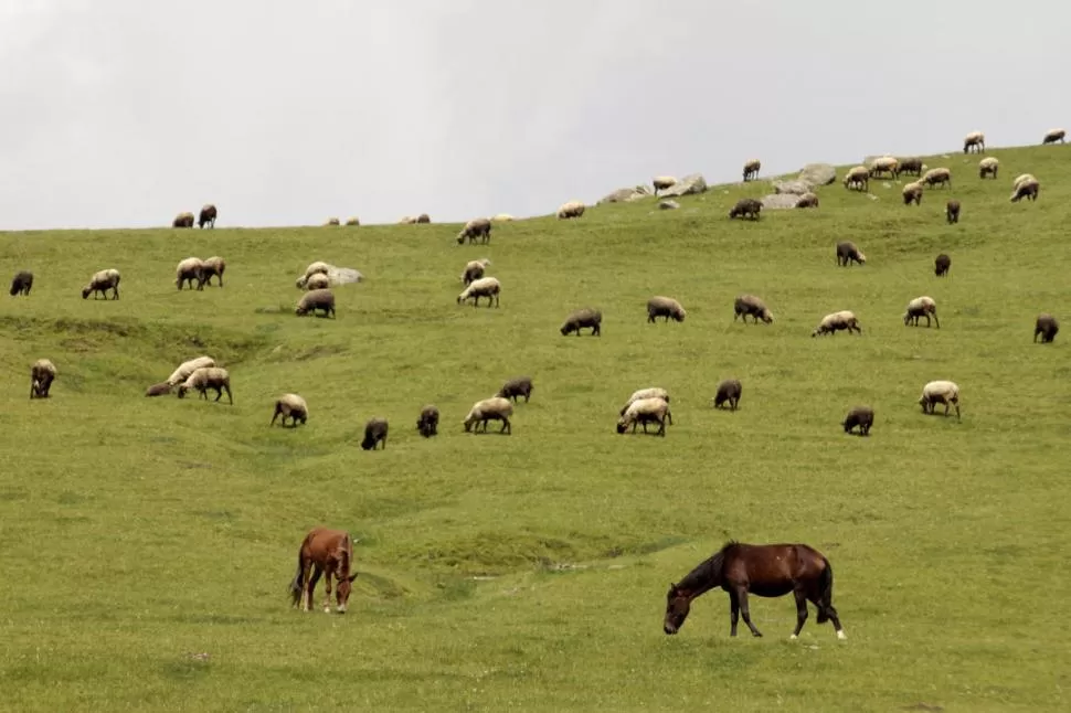 ALFOMBRA VERDE. en las quietas lomadas de el rincón pastan libremente los caballos y las ovejas de los pobladores de la zona. Conviene Circular con precaución durante toda la ruta. FOTO DE DIEGO ARAOZ / ESPECIAL PARA LA GACETA