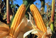 La siembra tardía se extiende a todos los cultivos de granos