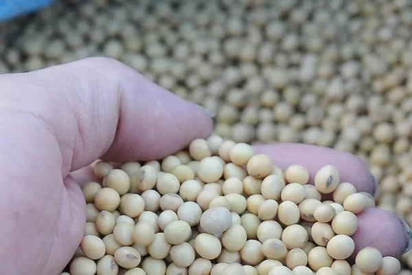 Los productores de granos, frente a un escenario complicado