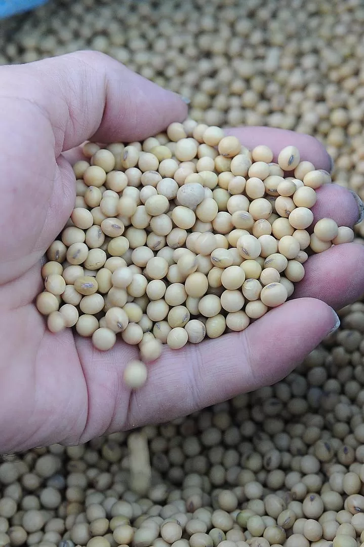 RENDIMIENTO. El cultivo de granos atraviesa un período de crisis por la escasa humedad que tienen los suelos. 