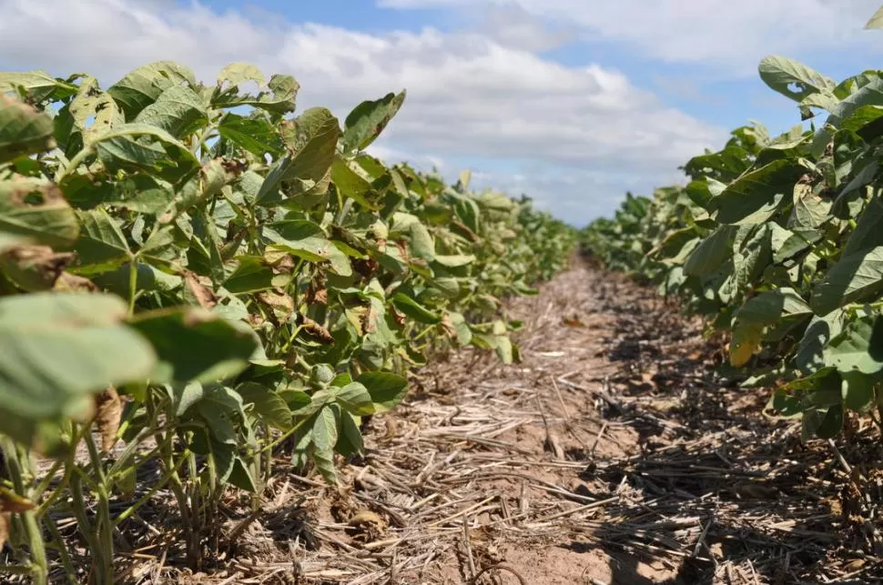 SEQUÍA. En diciembre y enero el índice de precipitaciones se ubicó por debajo de la media del promedio histórico de lluvias para ambos meses; esta condición climática pone en riesgo el rendimiento de los cultivos.   