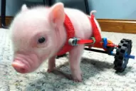 No tiene patas, pero sí Twitter y Facebook