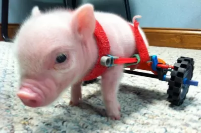 No tiene patas, pero sí Twitter y Facebook