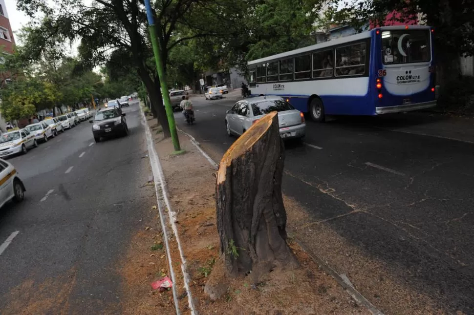 CHAU LAPACHO. Nueve lapachos no volverán a florecer en la angosta platabanda de la avenida Sarmiento, pero el trayecto será más seguro. LA GACETA / FOTO DE OSVALDO RIPOLL 
