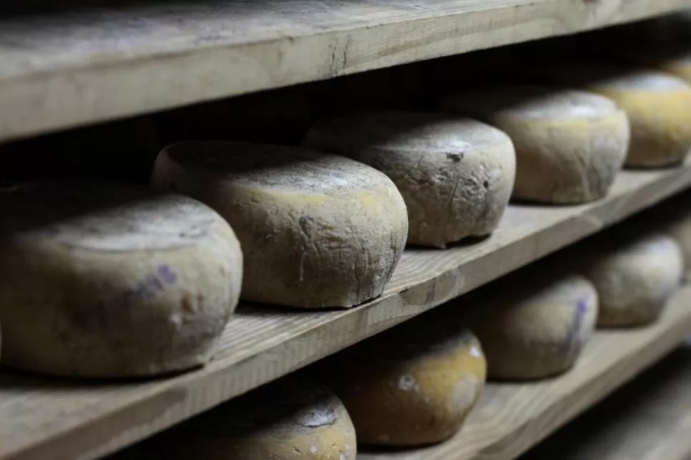 EN REPOSO. Una vez que decantaron el suero, las piezas descansan por lo menos un mes o dos, de acuerdo al requerimiento de cada estancia. FOTO DE DIEGO ARáOZ / ESPECIAL PARA LA GACETA   