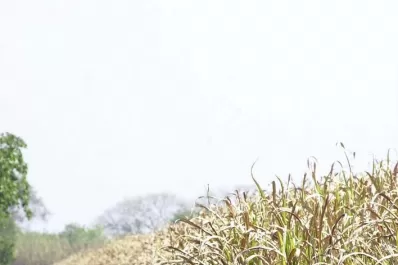 Los cañaverales del este y sur provincial, los más perjudicados