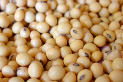 Avalan la calidad de una semilla de soja