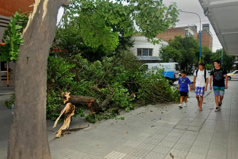 SE DESPLOMÓ. El viento quebró el tronco de un árbol que estaba en la esquina de Marcos Paz y Muñecas.  LA GACETA / FOTO DE MARIA SILVIA GRANARA  