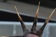 ¿Qué cambios creés que debería aplicar el nuevo Papa?