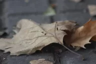 Cómo estará el clima en otoño