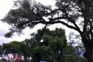 Nougués, primer gran ganador