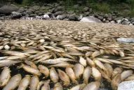 Piden que investiguen la mortandad de peces en el Marapa
